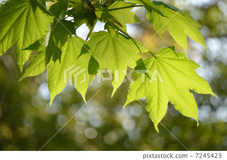 Young leaves of herrings Young leaves of herrings 7245423