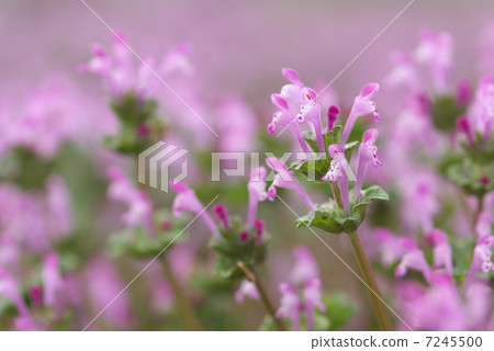 Lamium amplexicaule Lamium amplexicaule 7245500