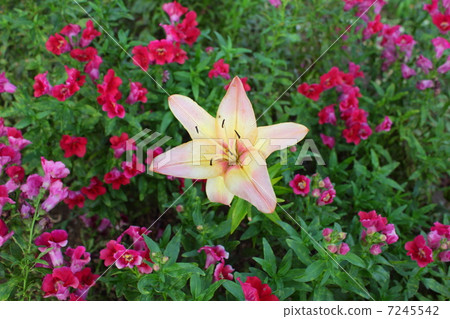 金魚草內的薄粉色百合花 7245542