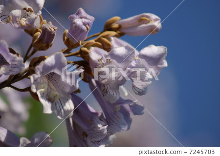 Paulownia tomentosa Paulownia tomentosa 7245703