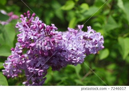 丁香的芽和花 7246017