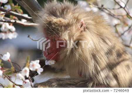野生猴子四國小豆島被看見在Kanjaki山頂部 7246049