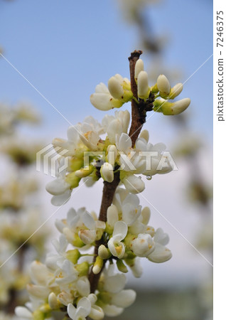 白色小花 7246375