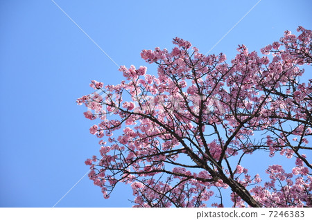 Oyo Yamazakura and blue sky Oyo Yamazakura and blue sky 7246383