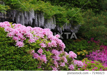 城堡的春天在京都城南 7246823