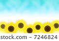 sunflower	 7246824