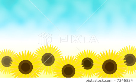 向日葵 7246824