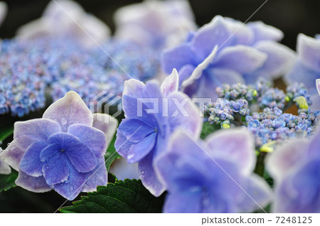 Hydrangea 7248125