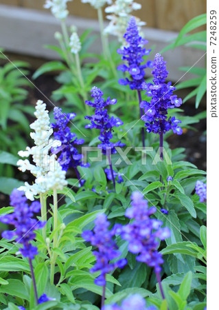 Salvia 7248259