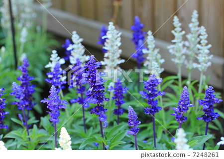 Salvia 7248261