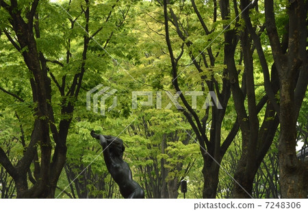 Fresh green of Zelkova trees on the street of Jozenji 7248306