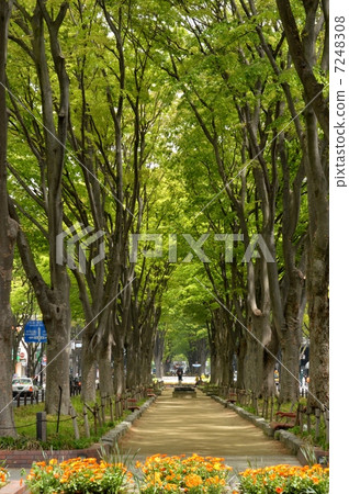 Fresh green of Zelkova trees on the street of Jozenji 7248308