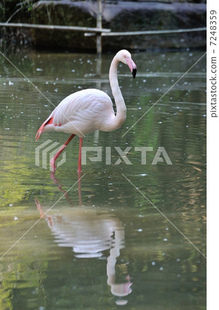Flamingo  7248359
