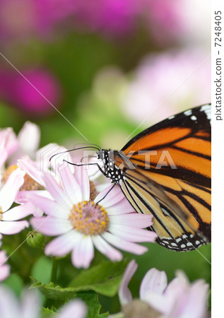 Suejigoro Kabamadara 7248405