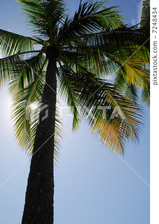 Palm tree Palm tree 7248434