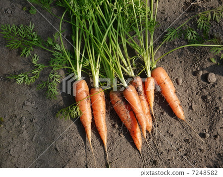 Ginseng 7248582