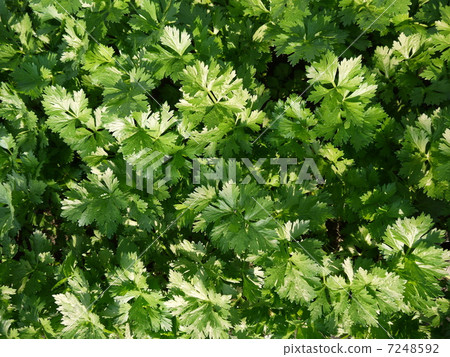 celery celery 7248592