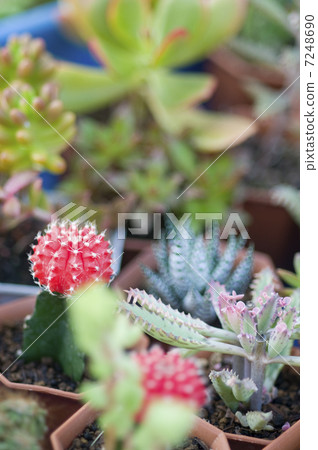 仙人掌 7248690
