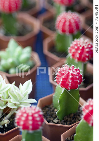 Cactus red cactus scarlet peony 7248691