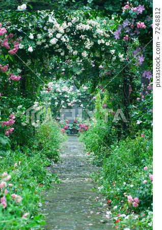Rose garden 7248812