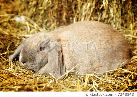 Lop-earred Rabbit Lop-earred Rabbit 7248848