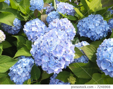 Hydrangea Hydrangea 7248908