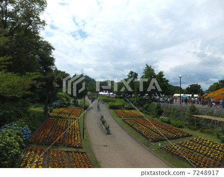 花遍布公園 花遍布公園 7248917