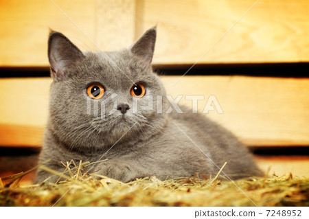 British Shorthair Cat 7248952