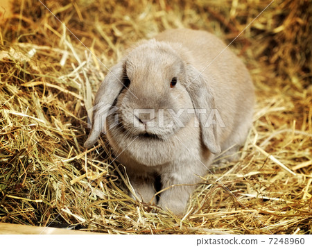Lop-earred Rabbit 7248960