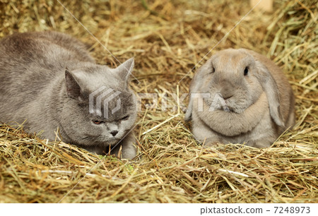 Cat and Rabbit 7248973