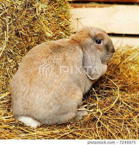 Lop-earred Rabbit 7248975