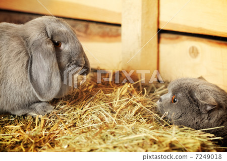 Cat and Rabbit 7249018