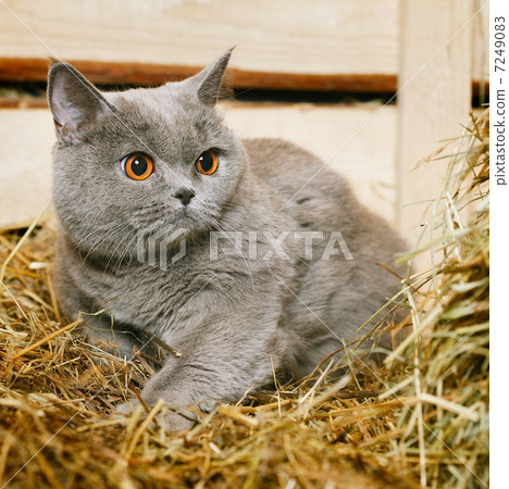 British Shorthair Cat 7249083