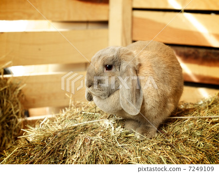 Lop-earred Rabbit 7249109