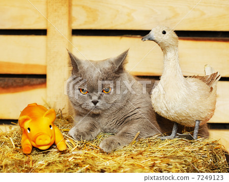 British Shorthair Cat 7249123
