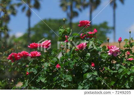 生動的紅玫瑰花在Yatsu玫瑰園·瑪麗亞烏鴉和新鮮的綠色 7249205