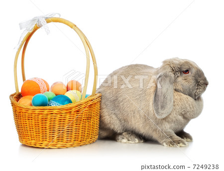 Lop-earred Rabbit Lop-earred Rabbit 7249238