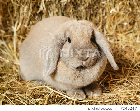 Lop-earred Rabbit 7249247