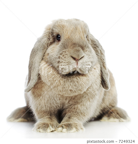 Lop-earred Rabbit 7249324