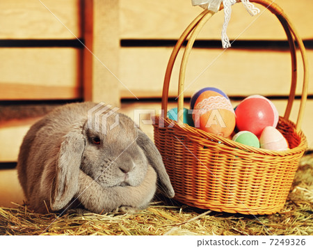 Lop-earred Rabbit 7249326