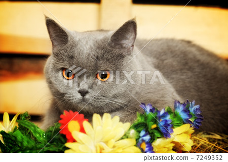 British Shorthair Cat 7249352