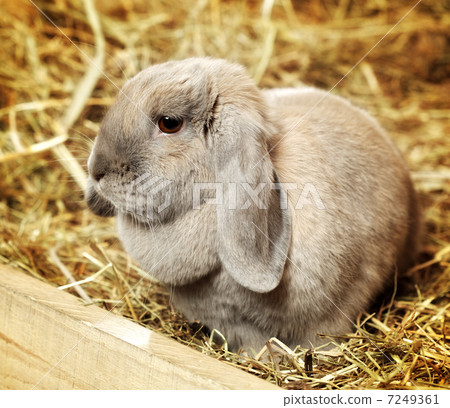 Lop-earred Rabbit 7249361