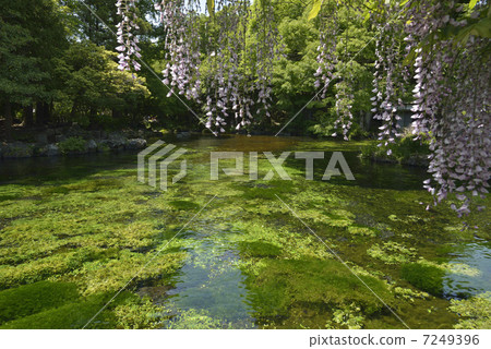 Asama Taisya Spring Pond 7249396