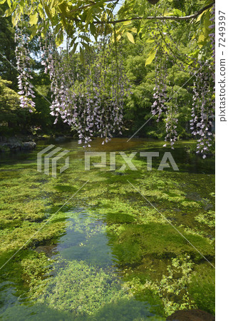 Asama Taisya Spring Pond 7249397