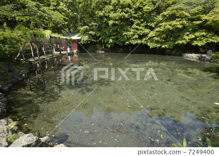 Asama Taisya Spring Pond 7249400