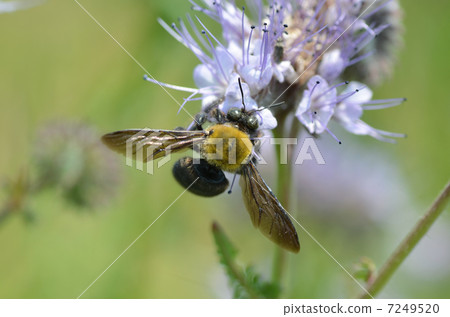 Hazelisew and rice bees 7249520