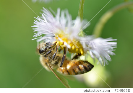 Haruzion和一隻蜜蜂 7249658