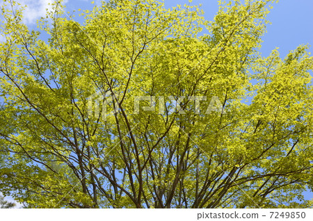赤城自然公園的新綠色口香糖 7249850