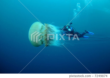Ethidium jellyfishes 7249874