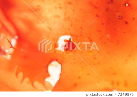 Dango love 3 7249875